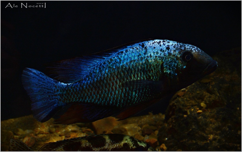 Fossorochromis rostratus